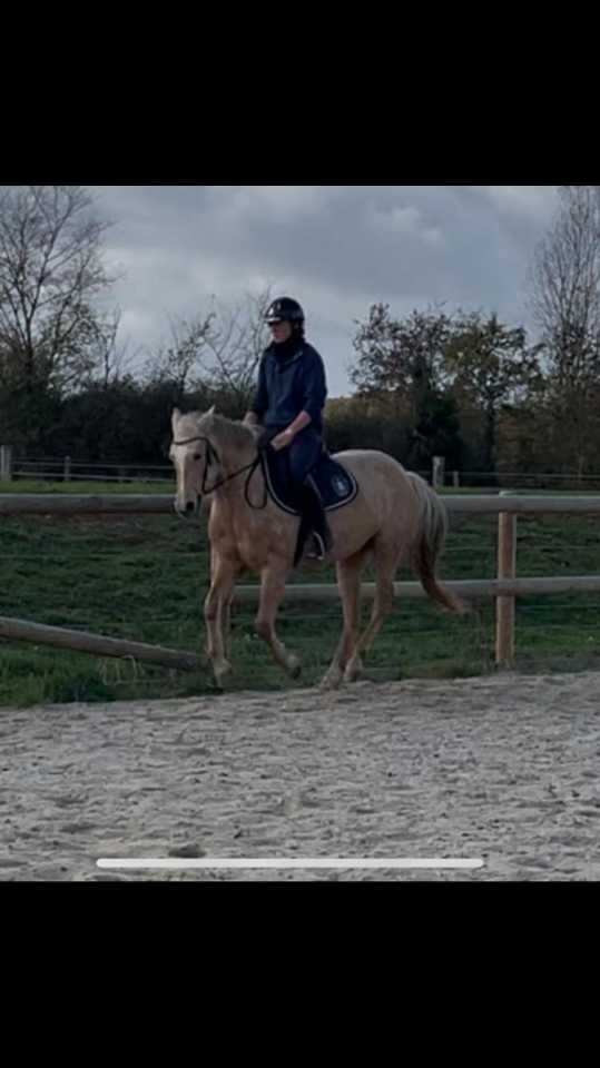 Merrie Bekend ras Te koop 2022 Palomino ,  A GENUINE TEETOY