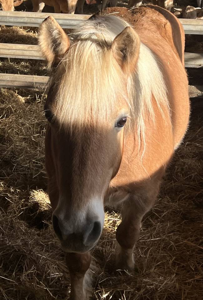 Merrie Haflinger Te koop 2014 Vos