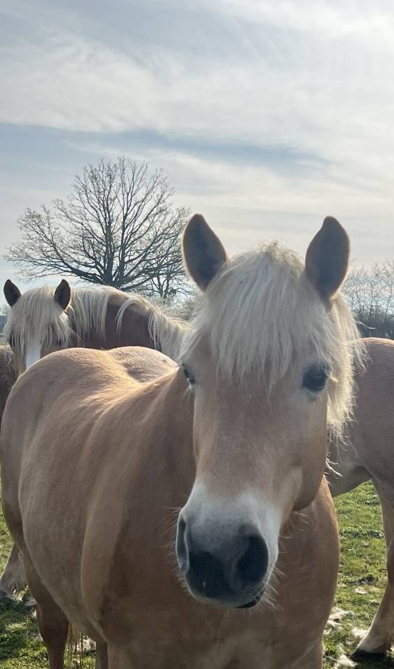 Merrie Haflinger Te koop 2014 Vos