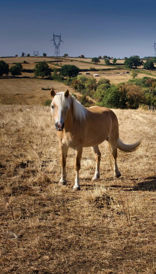 Merrie Haflinger Te koop 2015 Vos
