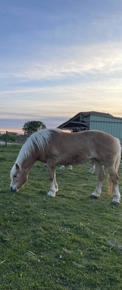 Merrie Haflinger Te koop 2015 Vos