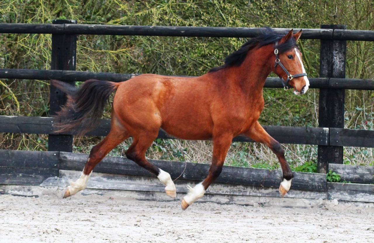 Merrie Bekend ras Te koop 2024 Donker bruin / bai ,  Botero LH