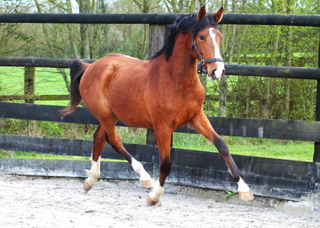 Merrie Bekend ras Te koop 2024 Donker bruin / bai ,  Botero LH