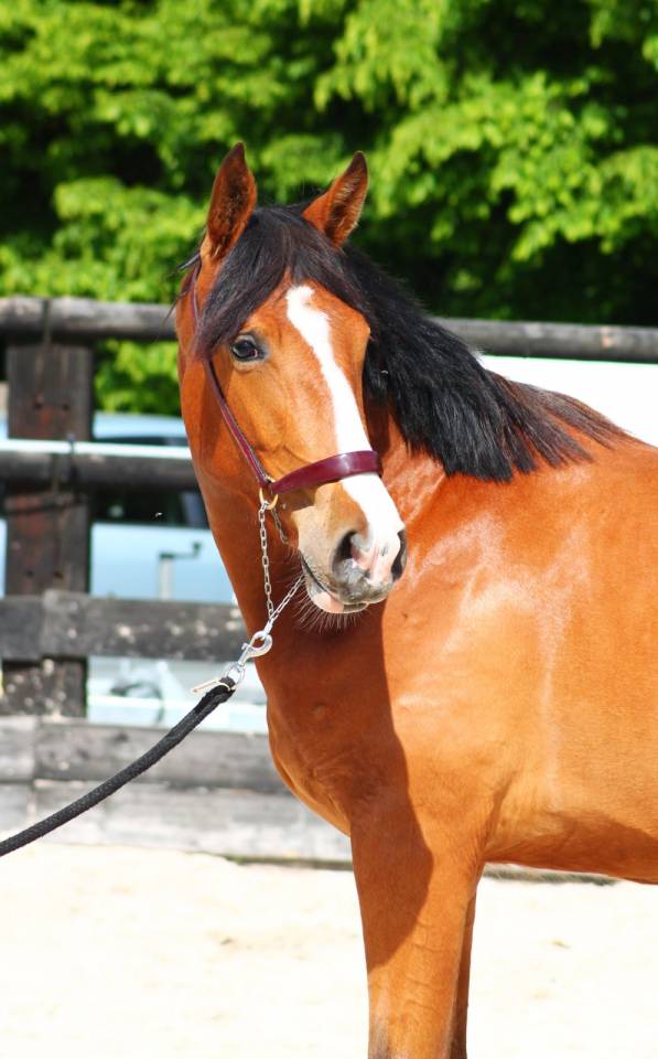 Merrie Bekend ras Te koop 2024 Donker bruin / bai ,  Botero LH
