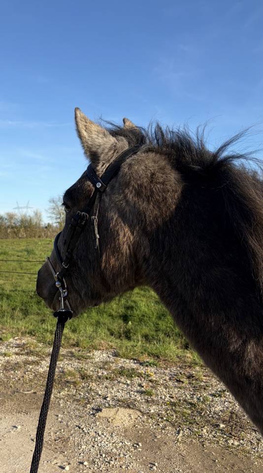 Ruin Welsh Partbred Te koop 2023 Schimmel