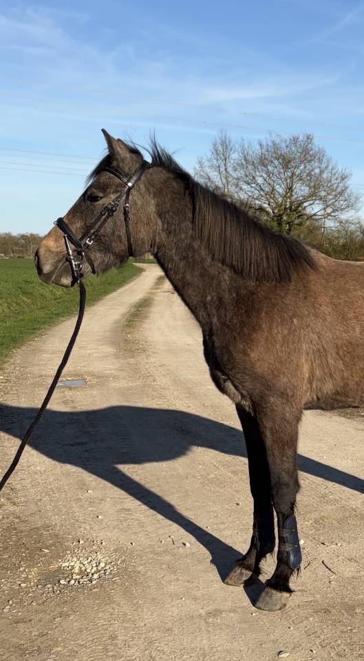 Ruin Welsh Partbred Te koop 2023 Schimmel