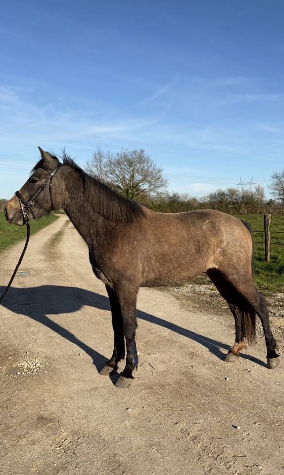 Ruin Welsh Partbred Te koop 2023 Schimmel