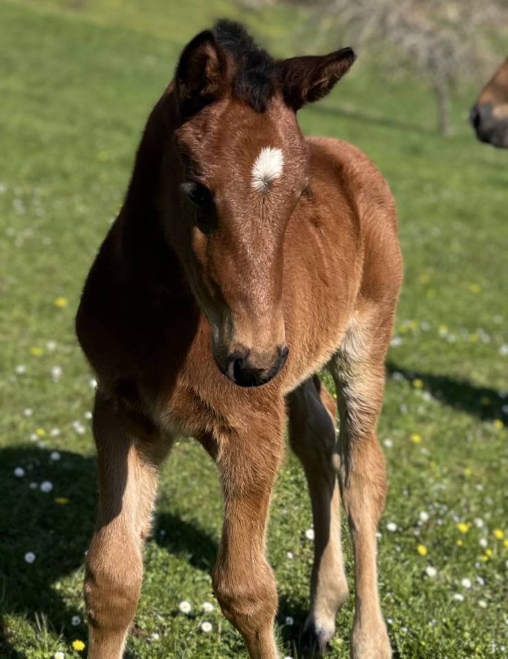 Veulen (ml) Selle Fran&ccedil;ais Te koop 2026 Donker bruin / bai ,  CATOVER (CATOKI)