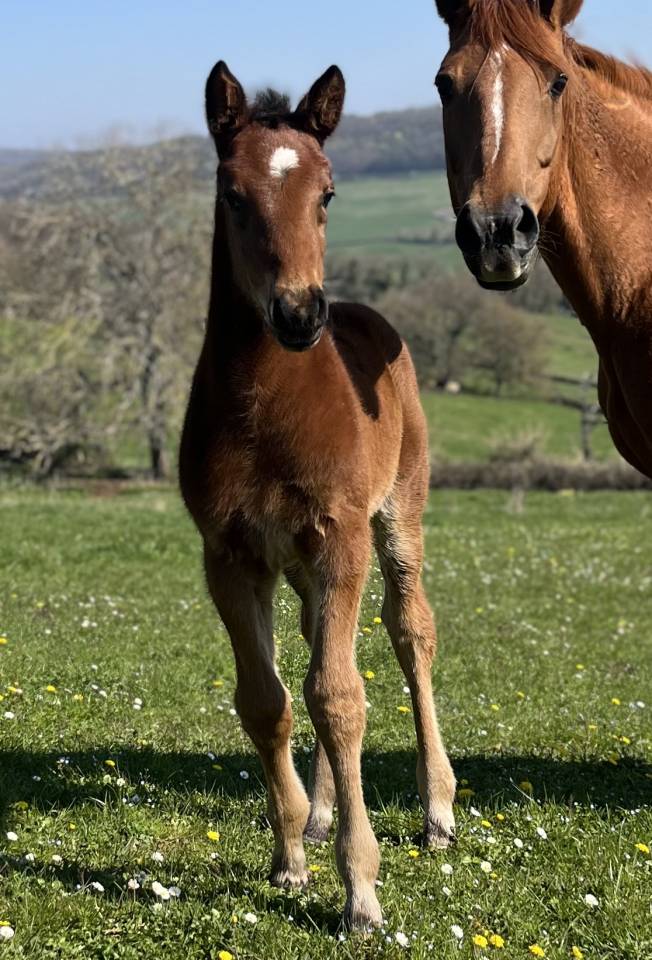 Veulen (ml) Selle Fran&ccedil;ais Te koop 2026 Donker bruin / bai ,  CATOVER (CATOKI)