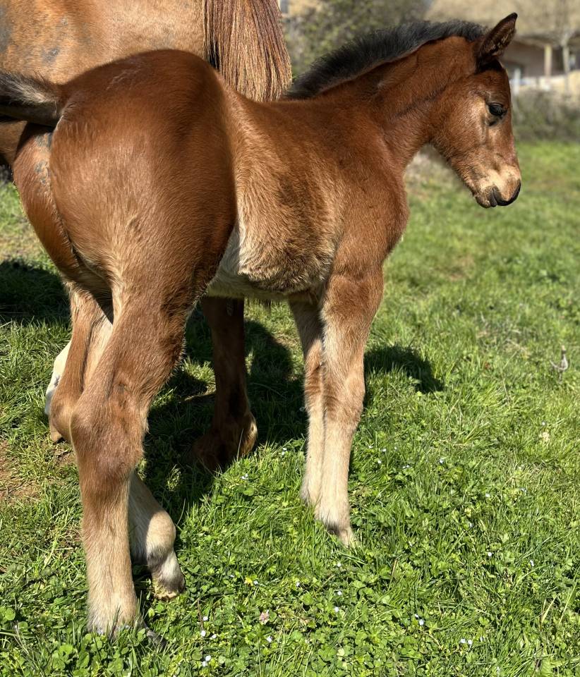Veulen (ml) Selle Fran&ccedil;ais Te koop 2026 Donker bruin / bai ,  CATOVER (CATOKI)
