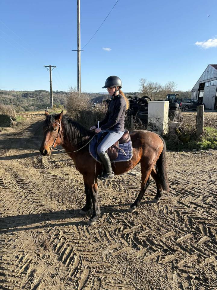 Hengst New Forest Te koop 2023 Donker bruin / bai ,  Tristan de l'&eacute;guille