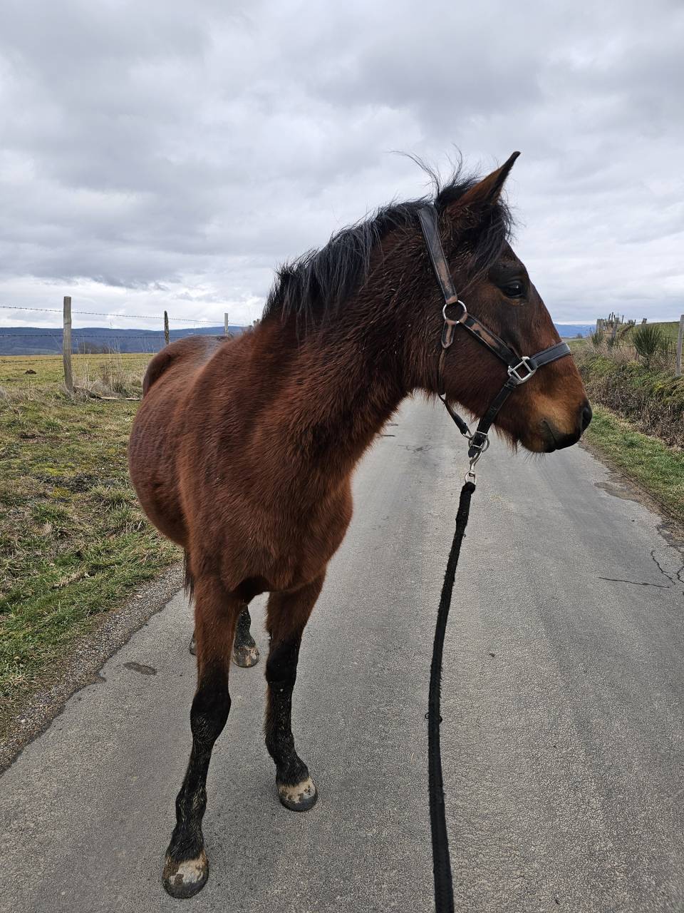 Hengst New Forest Te koop 2023 Donker bruin / bai ,  Tristan de l'&eacute;guille