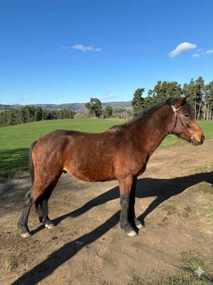 Hengst New Forest Te koop 2023 Donker bruin / bai ,  Tristan de l'&eacute;guille