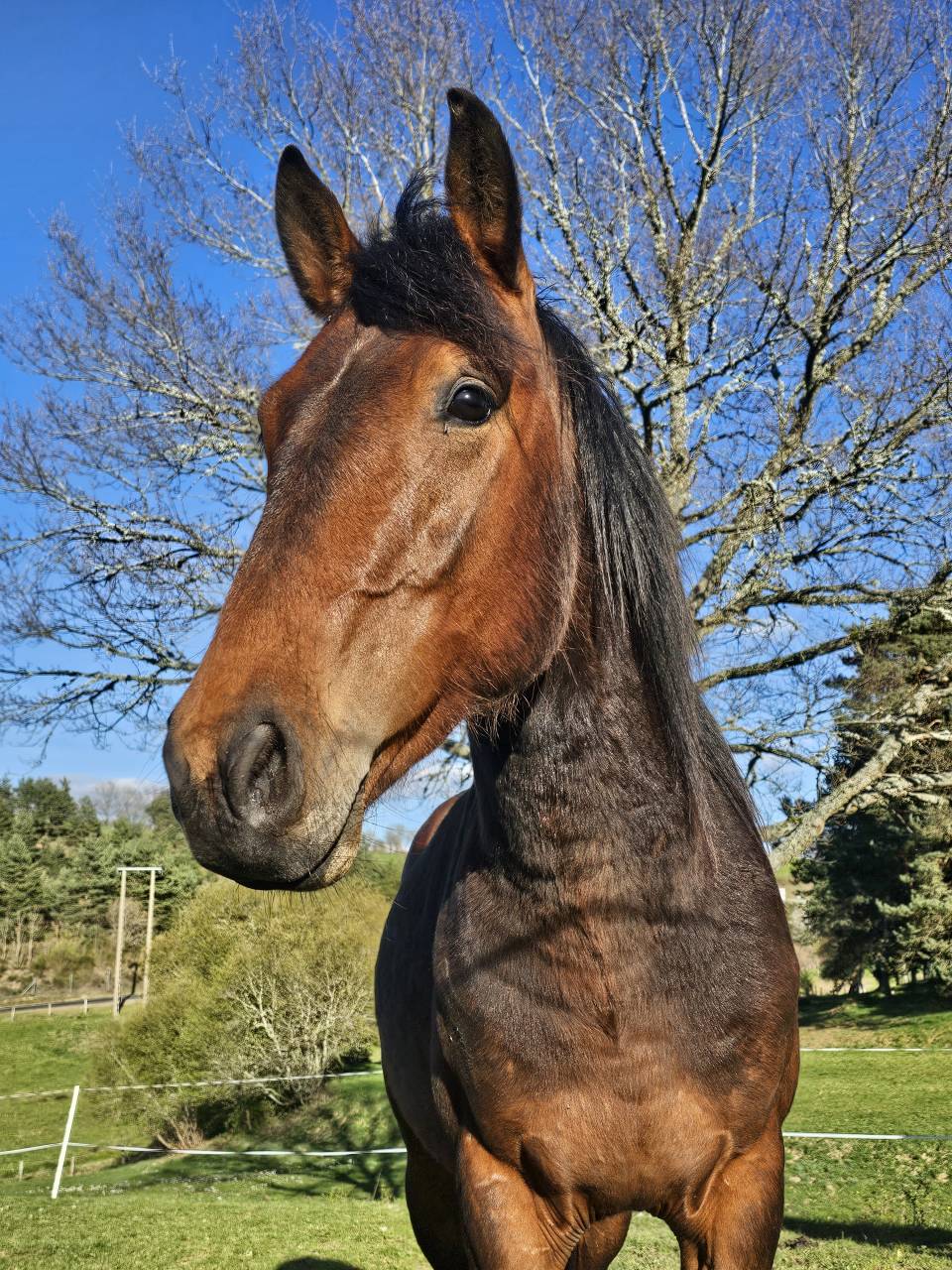 Hengst New Forest Te koop 2023 Donker bruin / bai ,  Tristan de l'&eacute;guille