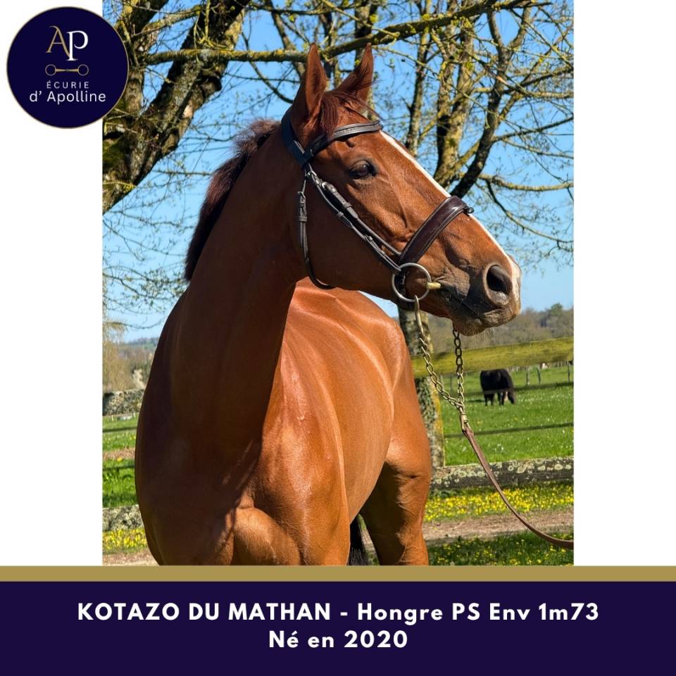 Ruin Volbloed Te koop 2020 Vos