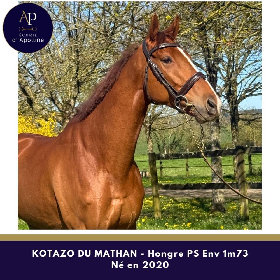 Ruin Volbloed Te koop 2020 Vos