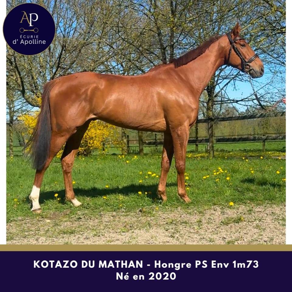 Ruin Volbloed Te koop 2020 Vos