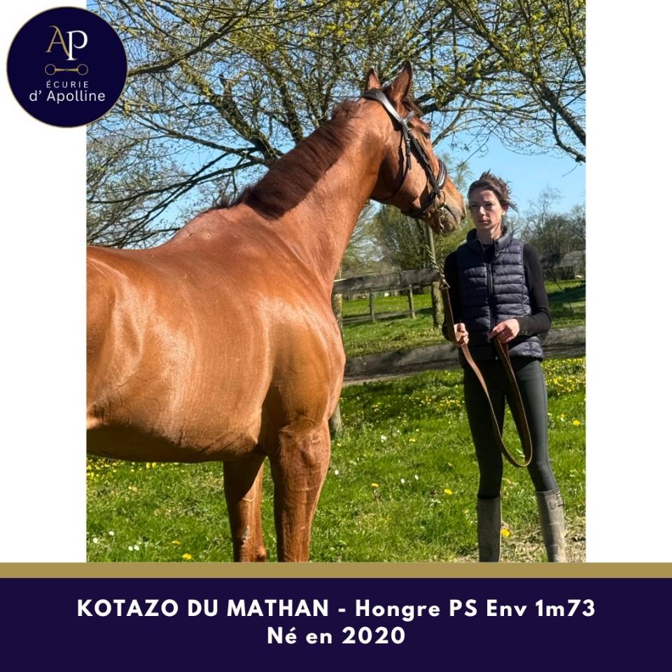 Ruin Volbloed Te koop 2020 Vos