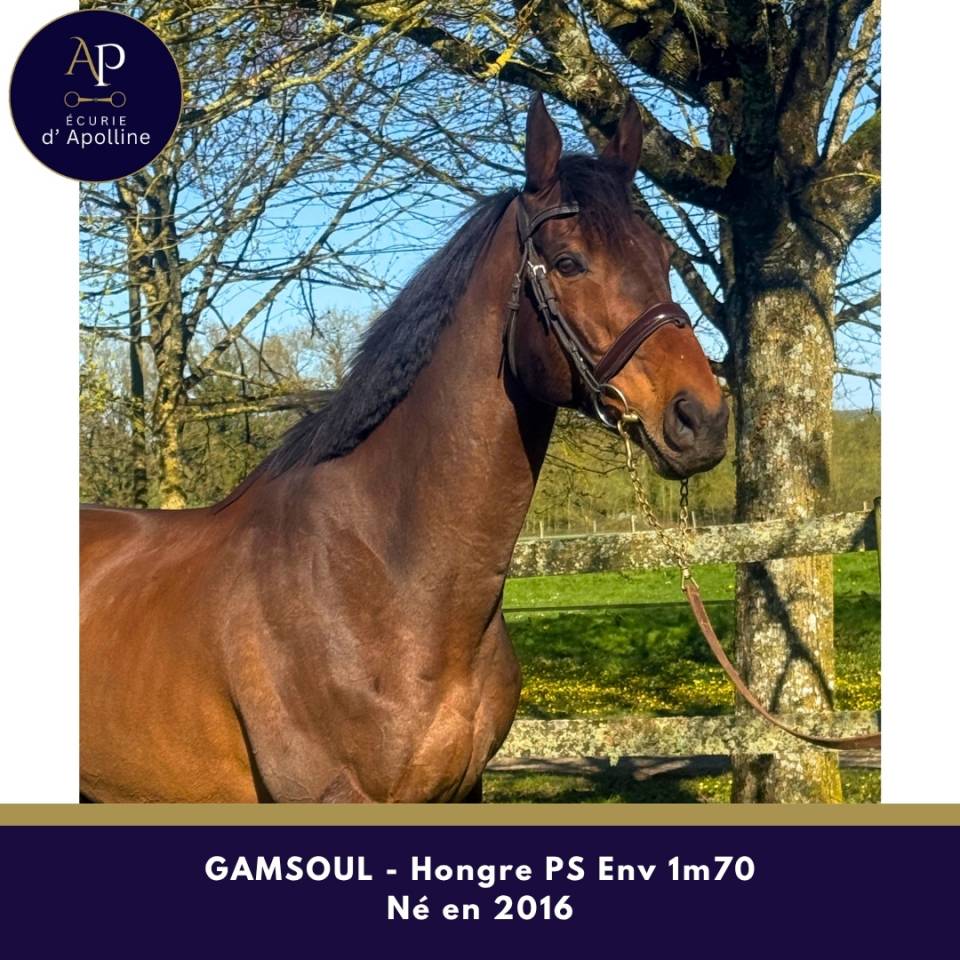 Ruin Volbloed Te koop 2016 Donker bruin / bai