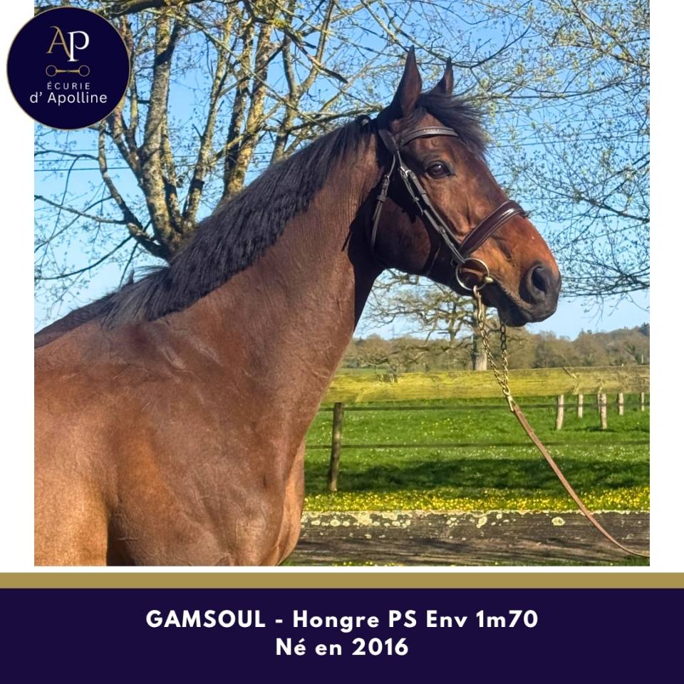 Ruin Volbloed Te koop 2016 Donker bruin / bai