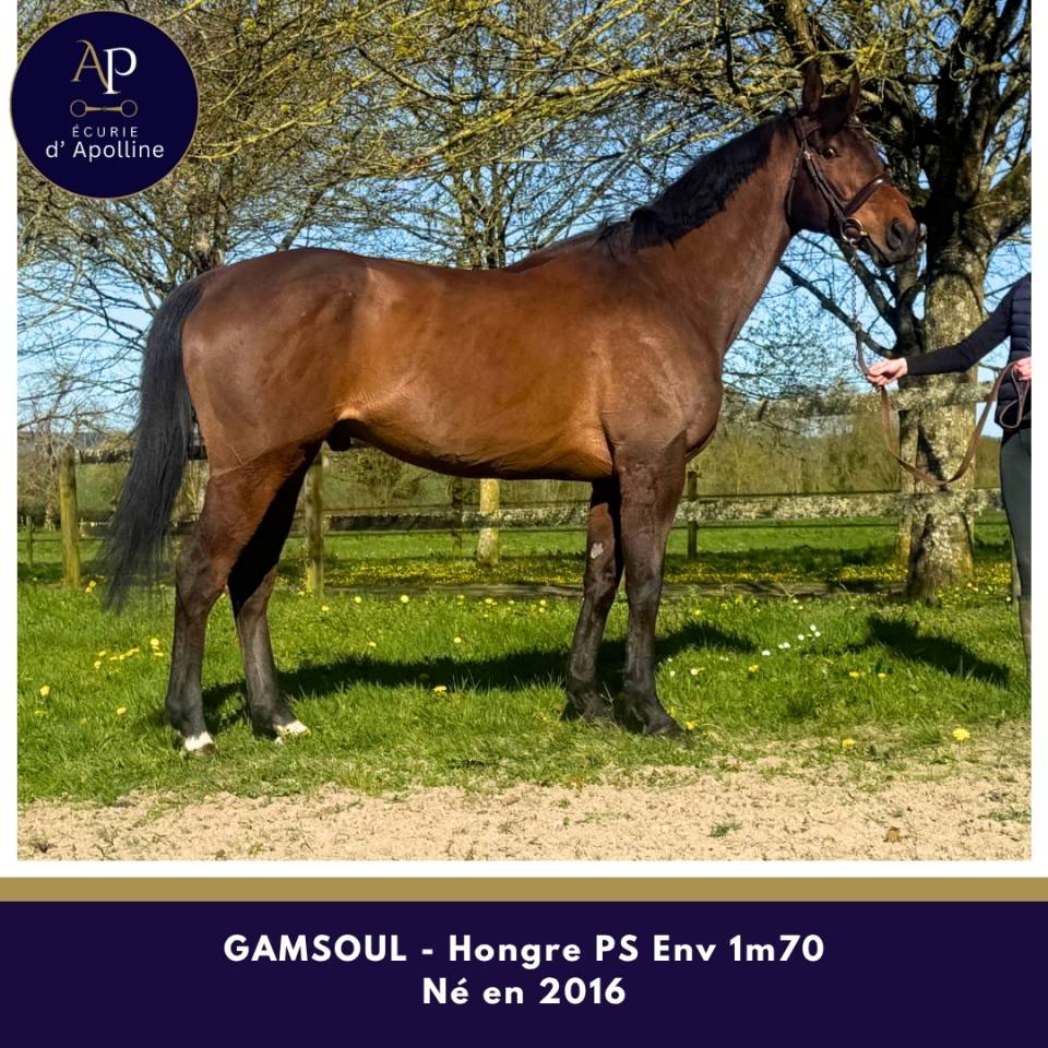 Ruin Volbloed Te koop 2016 Donker bruin / bai