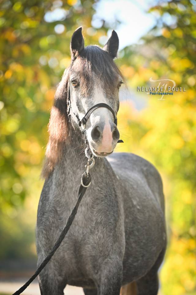 Ruin Welsh Pony (Section B) Te koop 2022 Schimmel