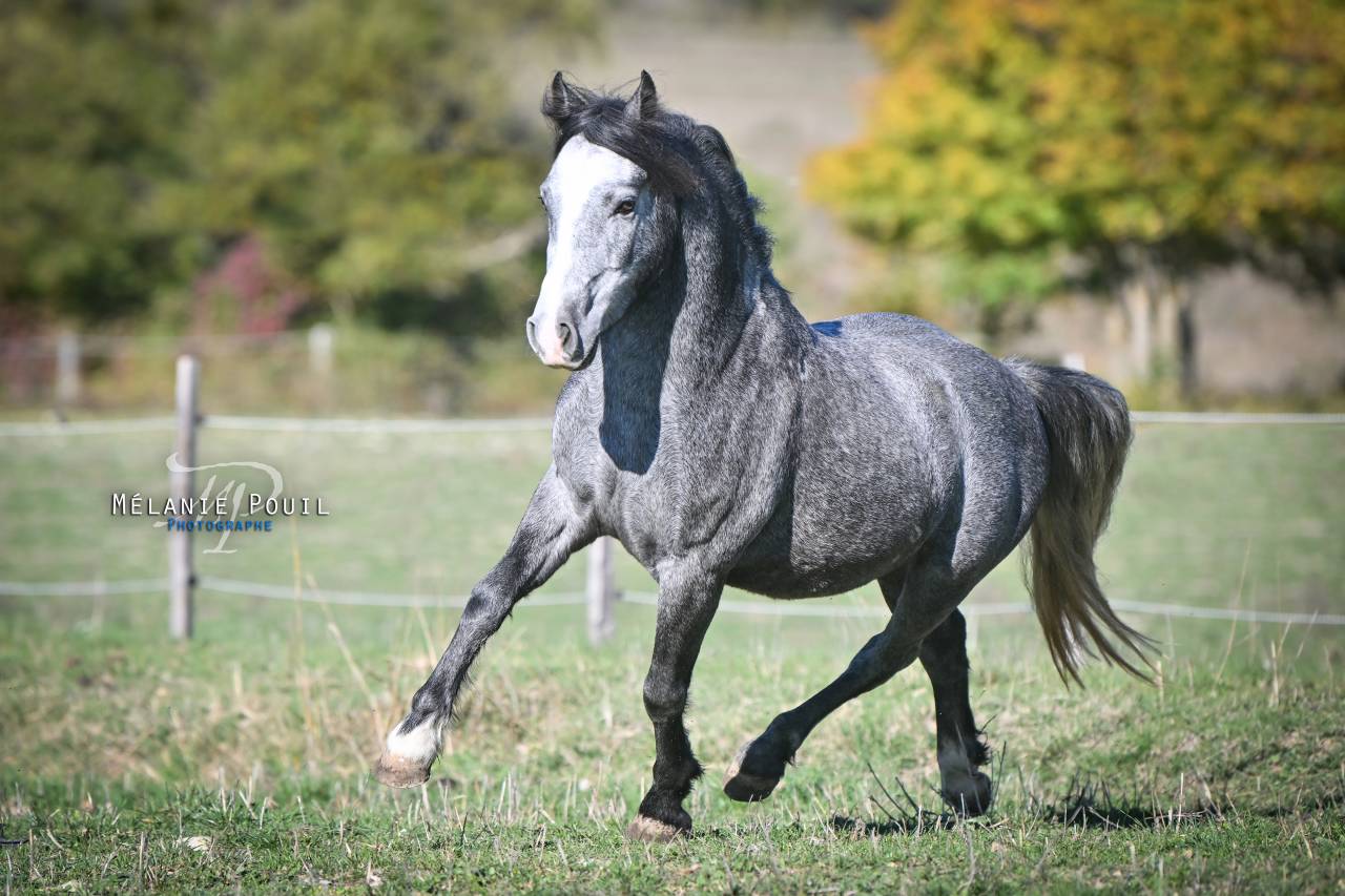 Ruin Welsh Pony (Section B) Te koop 2022 Schimmel