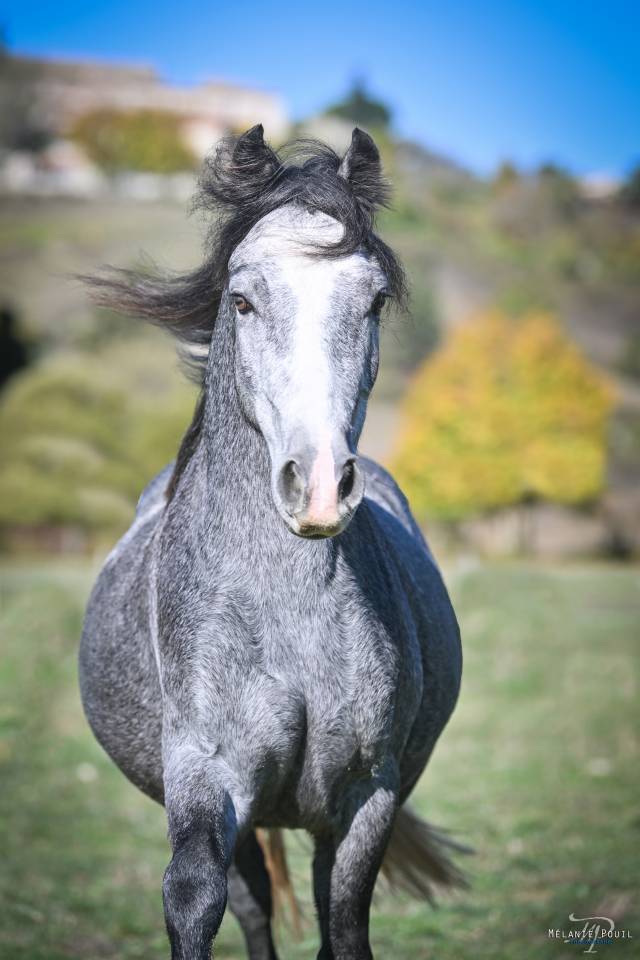 Ruin Welsh Pony (Section B) Te koop 2022 Schimmel