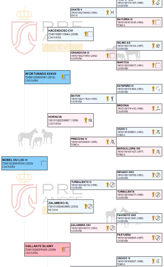 Ruin PRE Puur Ras Spaans Te koop 2023 Bruin / Bai