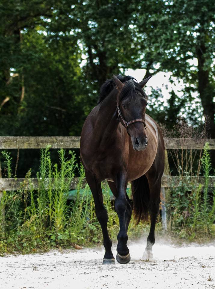 Ruin PRE Puur Ras Spaans Te koop 2023 Bruin / Bai