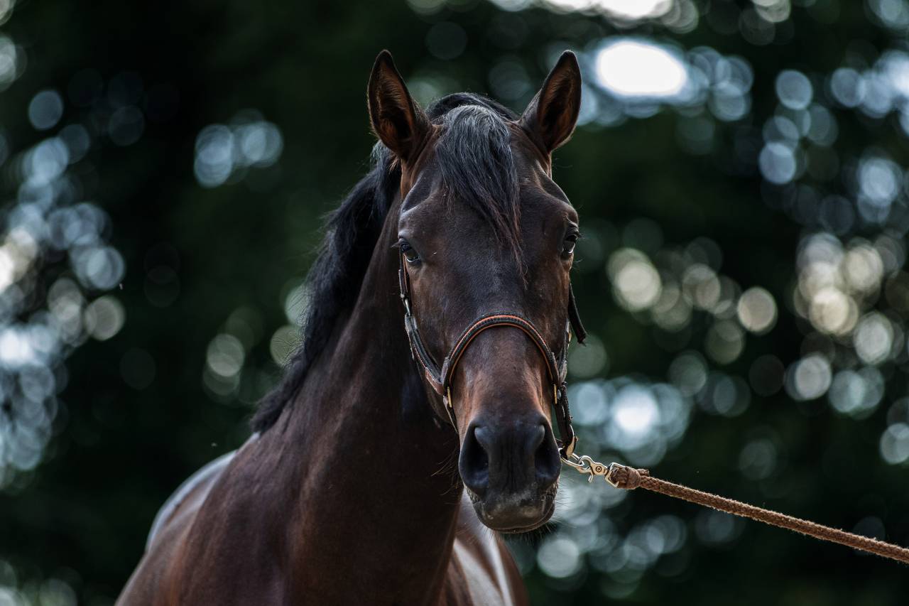 Ruin PRE Puur Ras Spaans Te koop 2023 Bruin / Bai