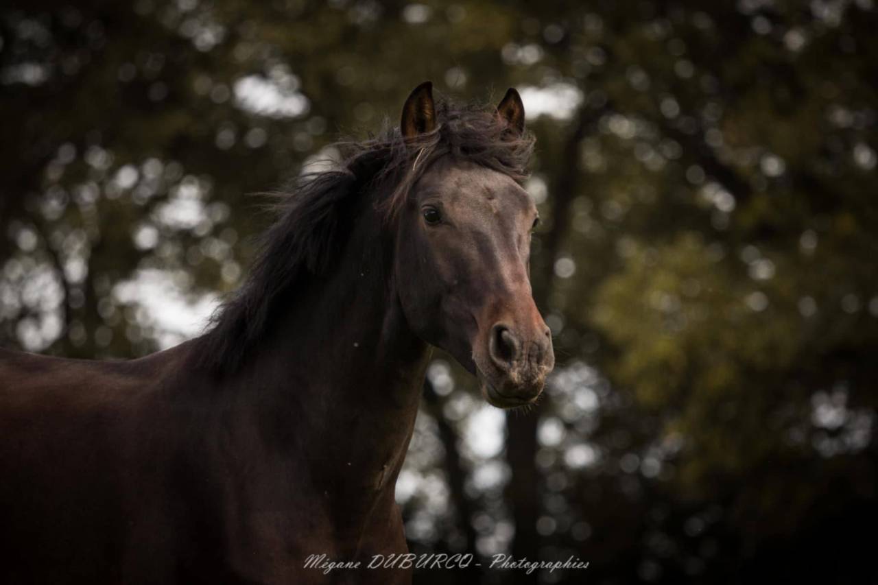 Ruin PRE Puur Ras Spaans Te koop 2023 Bruin / Bai