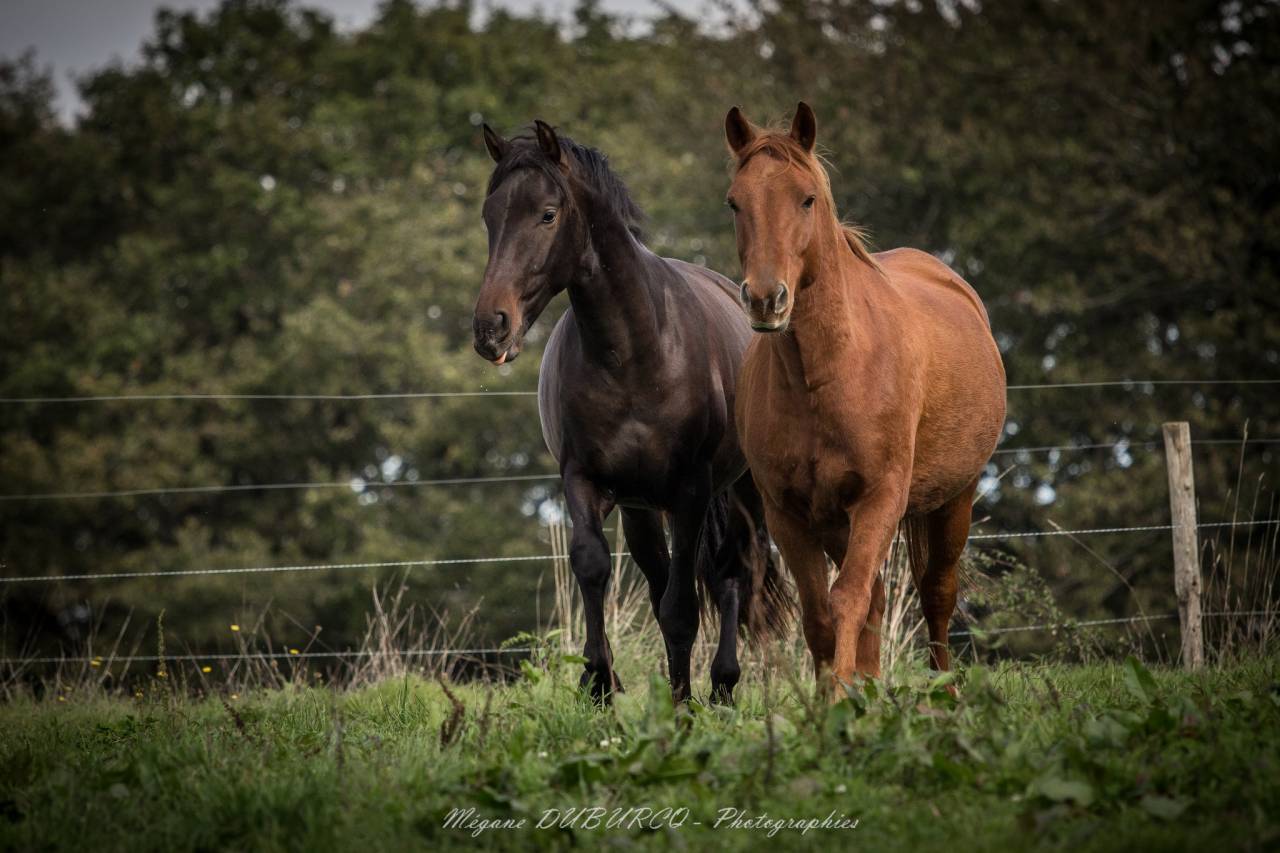 Ruin PRE Puur Ras Spaans Te koop 2023 Bruin / Bai