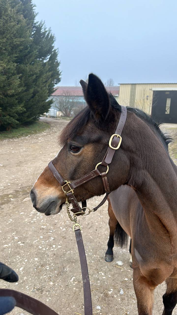 Merrie Franse rijpony PFS Te koop 2016 Donker bruin / bai