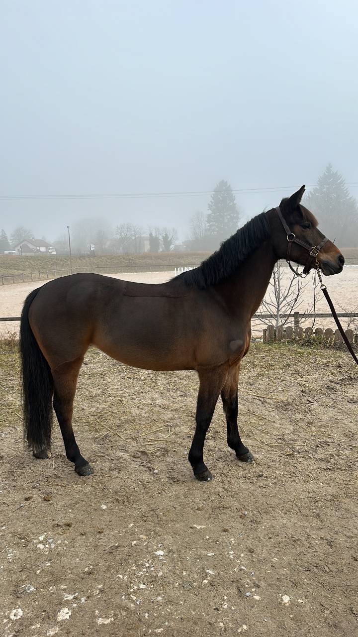 Merrie Franse rijpony PFS Te koop 2016 Donker bruin / bai