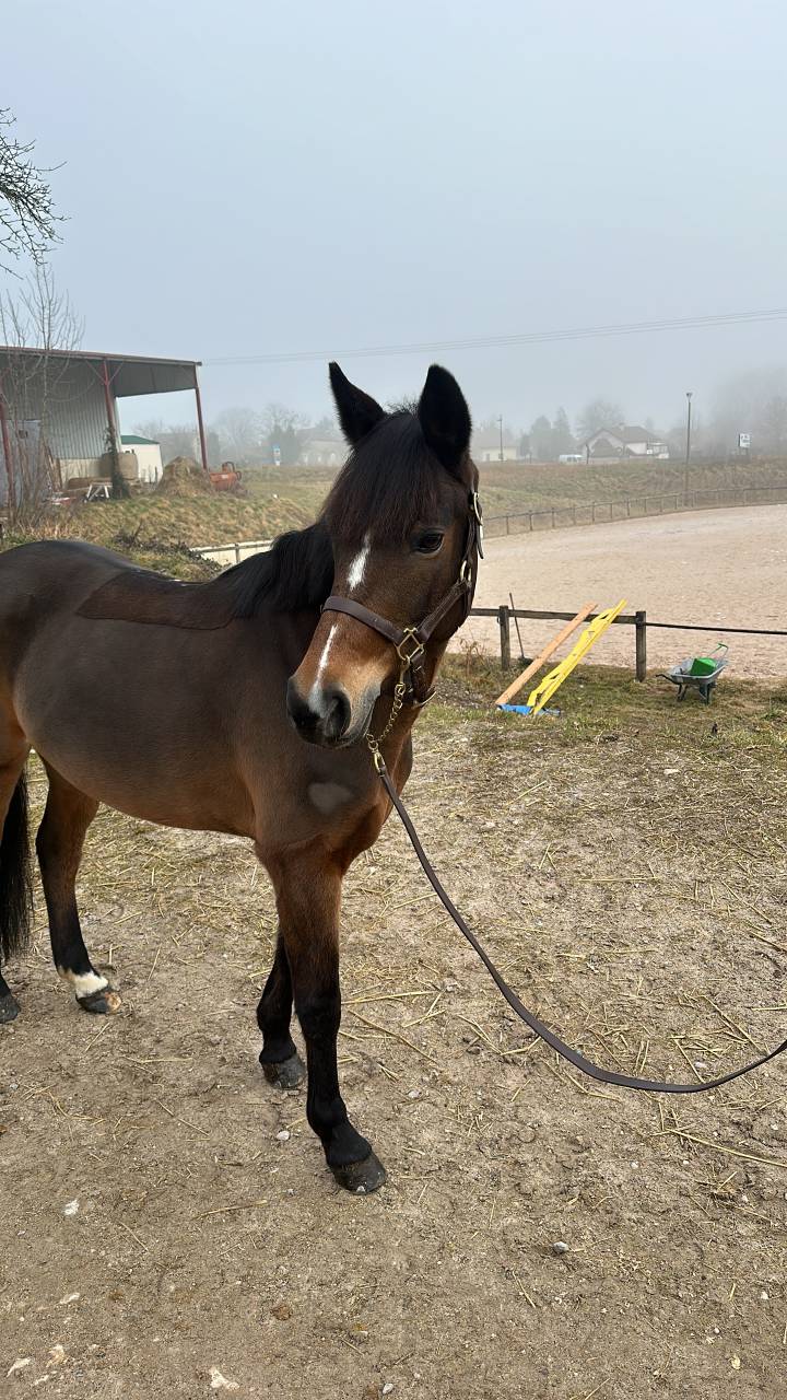 Merrie Franse rijpony PFS Te koop 2016 Donker bruin / bai