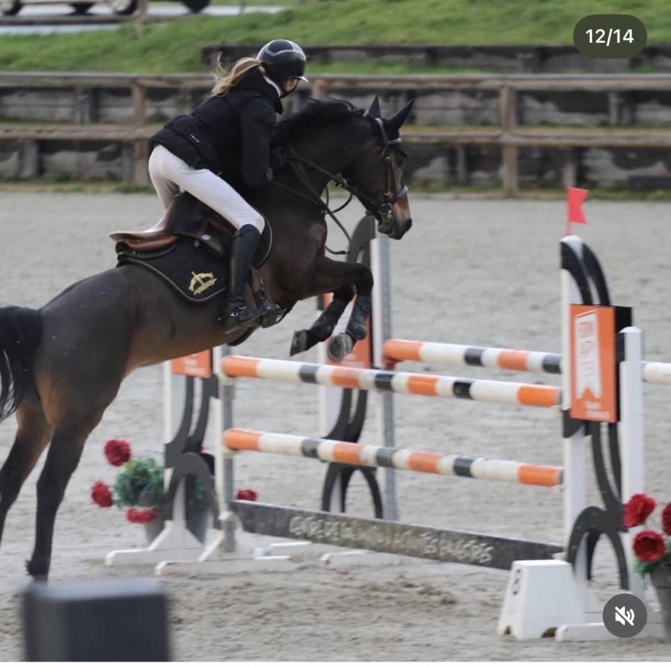 Merrie Franse rijpony PFS Te koop 2016 Donker bruin / bai