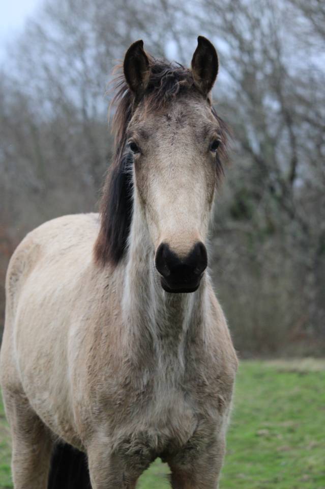Ruin Franse rijpony PFS Te koop 2024 Isabel ,  Angies star pfs