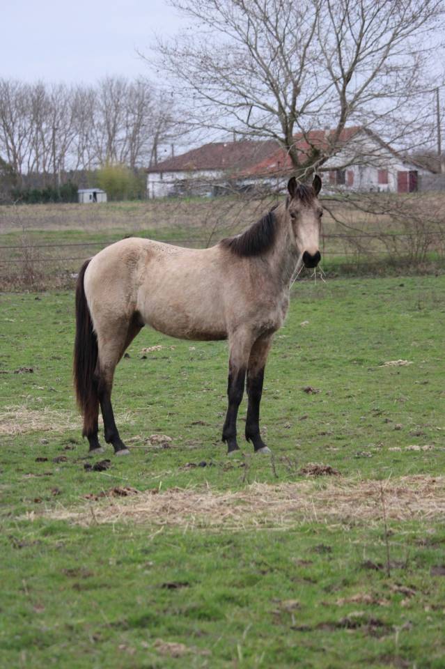 Ruin Franse rijpony PFS Te koop 2024 Isabel ,  Angies star pfs