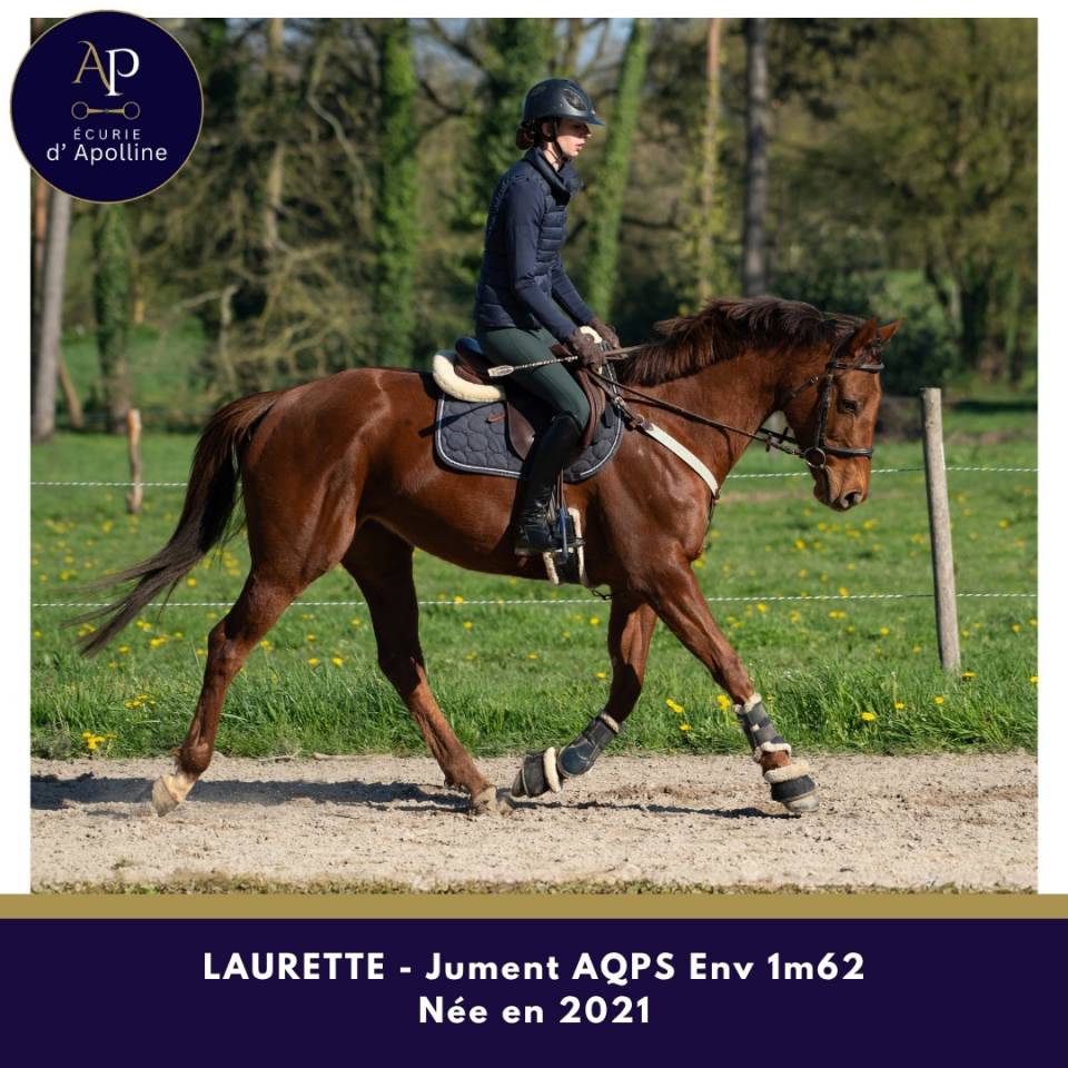 Merrie Autre Que Pur-Sang (Geen volbloed) Te koop 2021 Vos