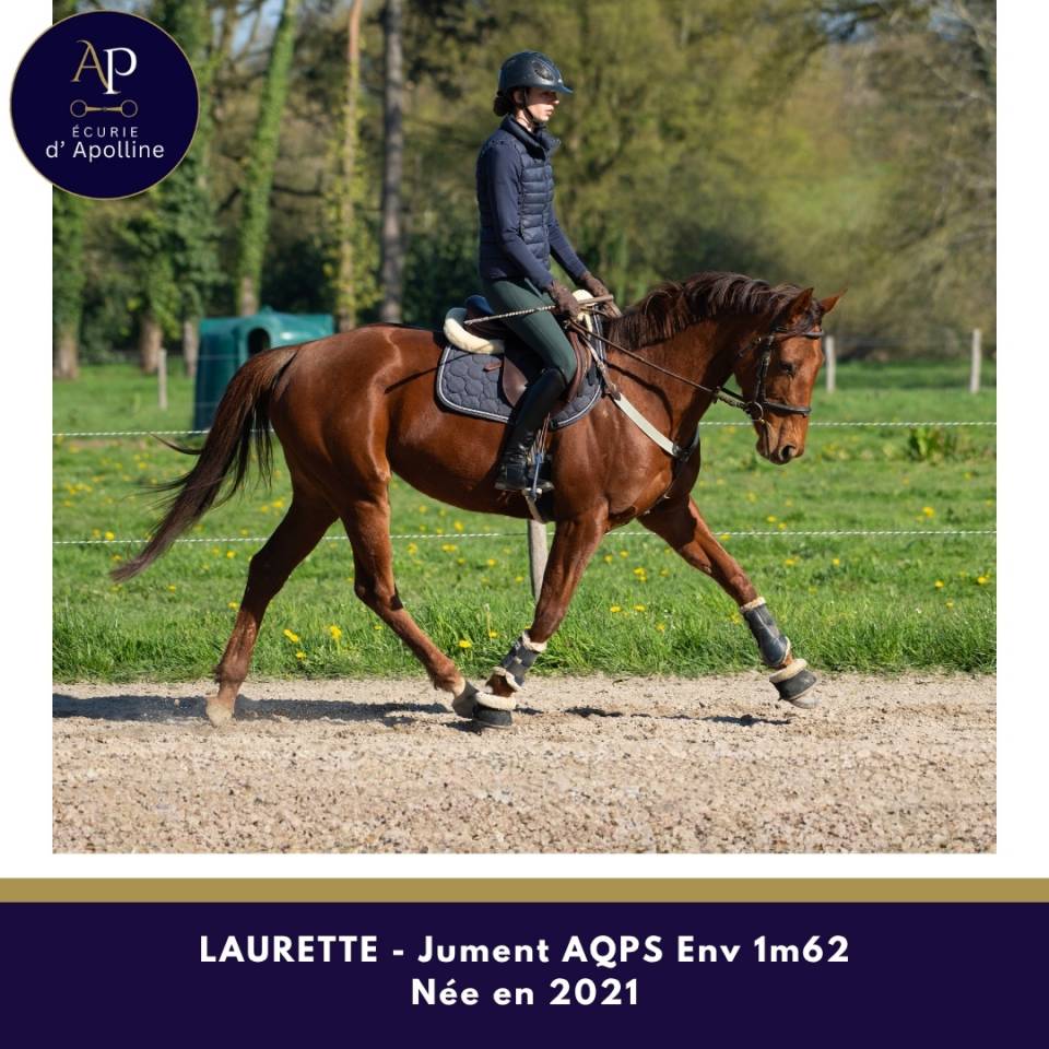 Merrie Autre Que Pur-Sang (Geen volbloed) Te koop 2021 Vos