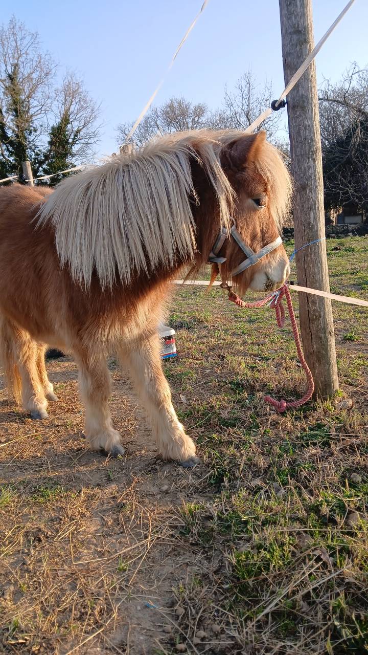 Veulen (vr) Shetland Te koop 2025 Vos