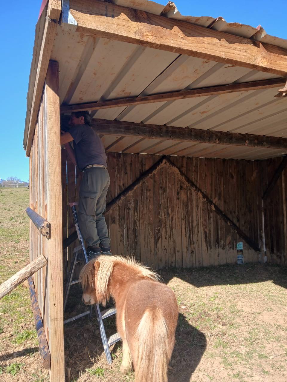 Veulen (vr) Shetland Te koop 2025 Vos