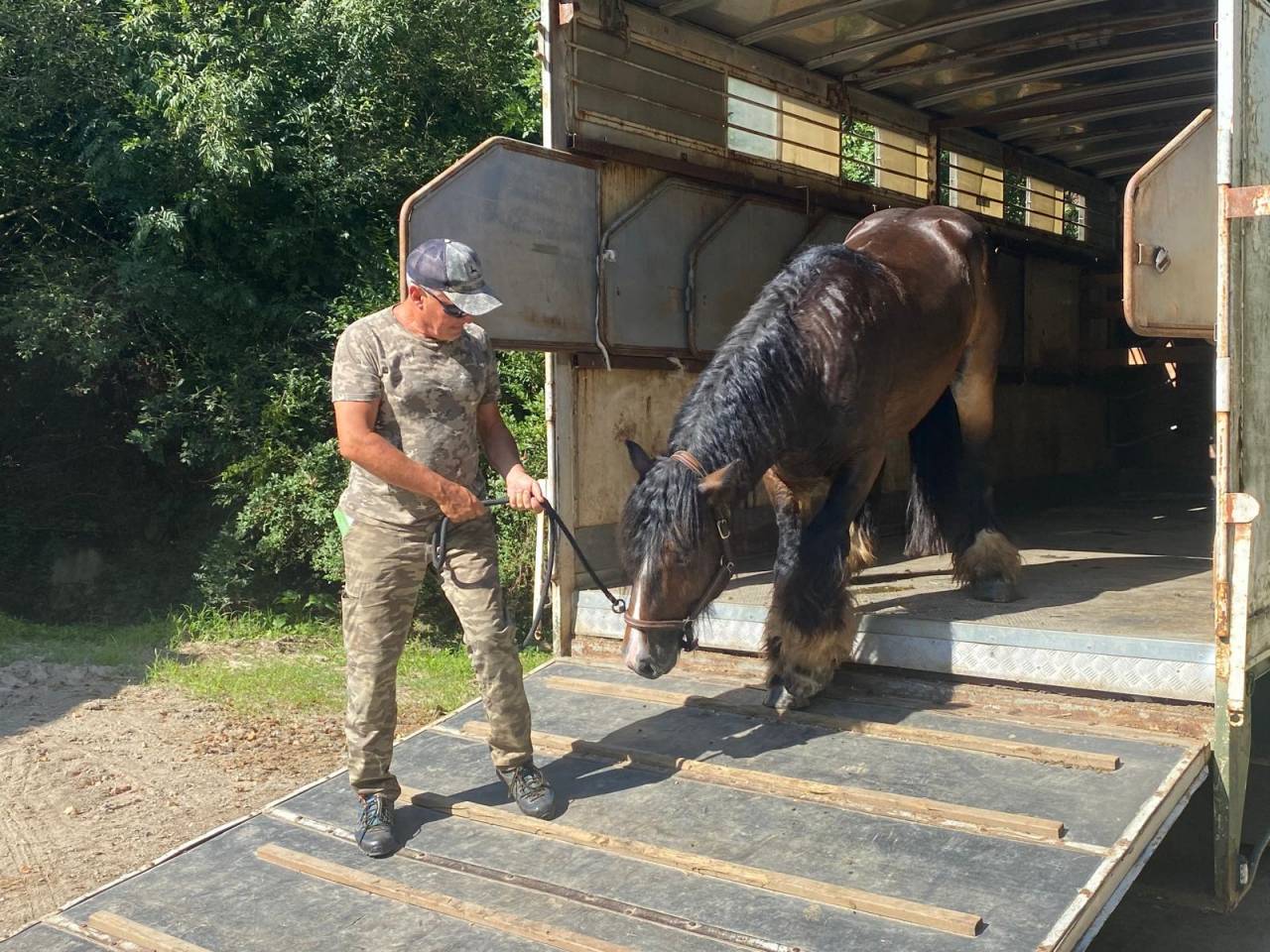 Ruin Tinker Te koop 2020 Bruin / Bai ,  OWEN 0810707