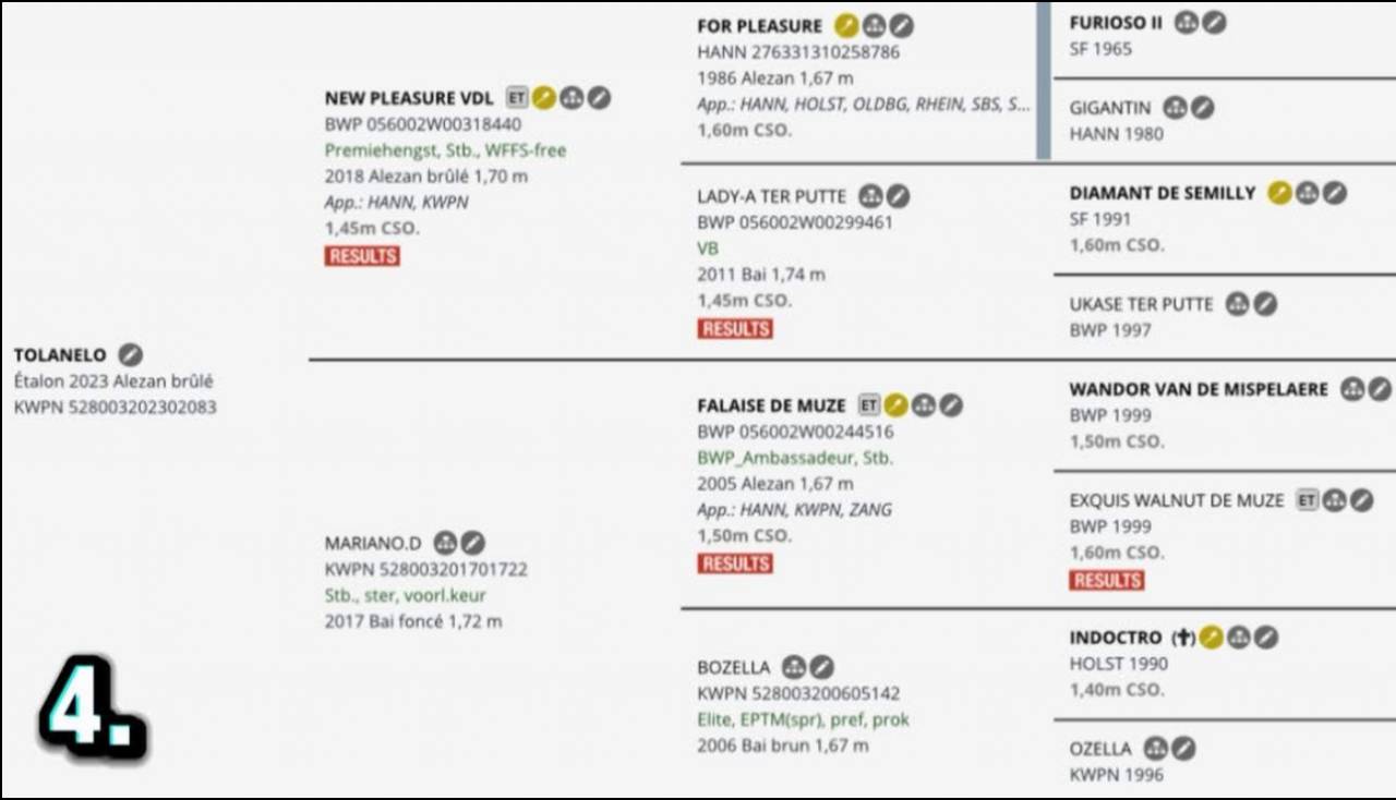 Dekhengst KWPN Nederlands sportpaard Te koop 2023 Vos ,  New pleasure