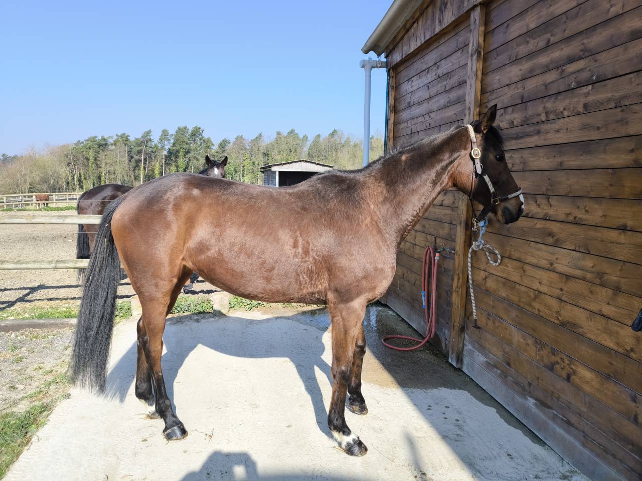 Merrie Autre Que Pur-Sang (Geen volbloed) Te koop 2018 Donker bruin / bai