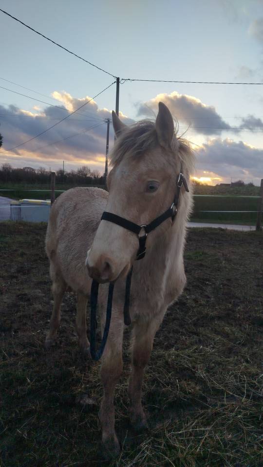 Veulen (ml) Bekend ras Te koop 2025 Overige kleuren