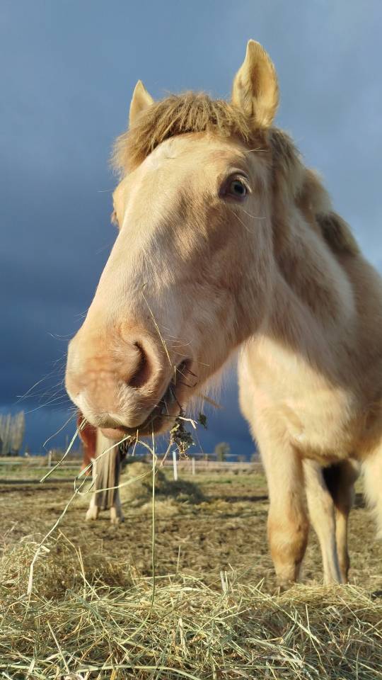 Veulen (ml) Bekend ras Te koop 2025 Overige kleuren