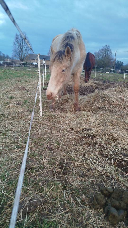 Veulen (ml) Bekend ras Te koop 2025 Overige kleuren