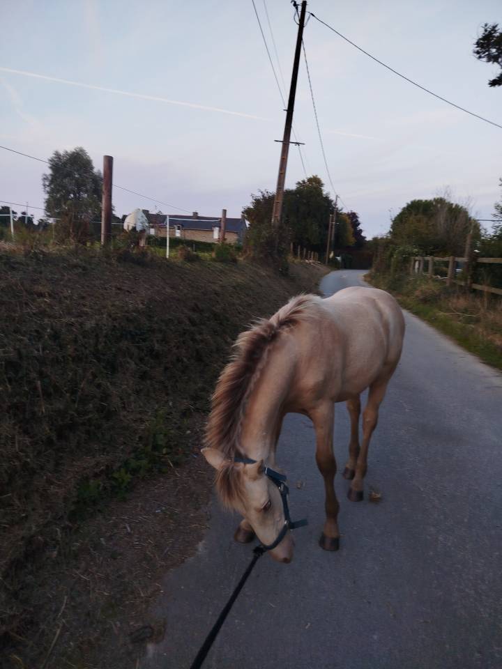 Veulen (ml) Bekend ras Te koop 2025 Overige kleuren